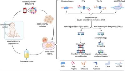 Genomic Engineering in Human Hematopoietic Stem Cells: Hype or Hope?